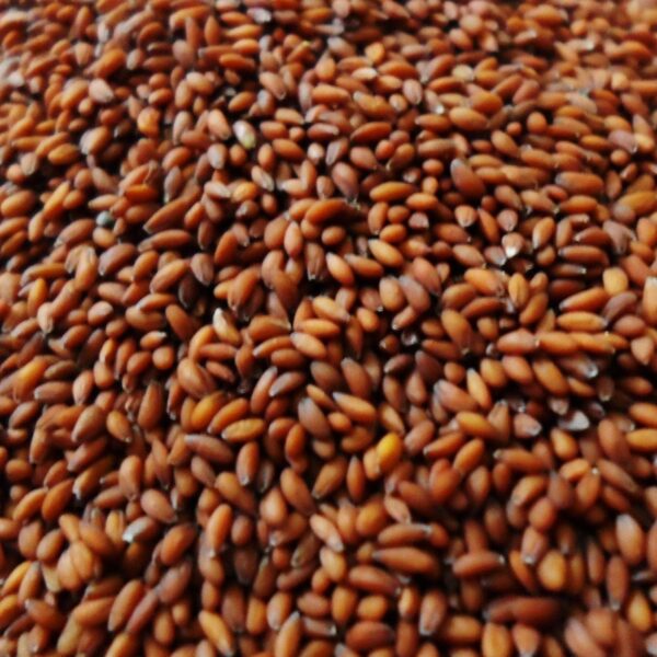 بذور الجرجير