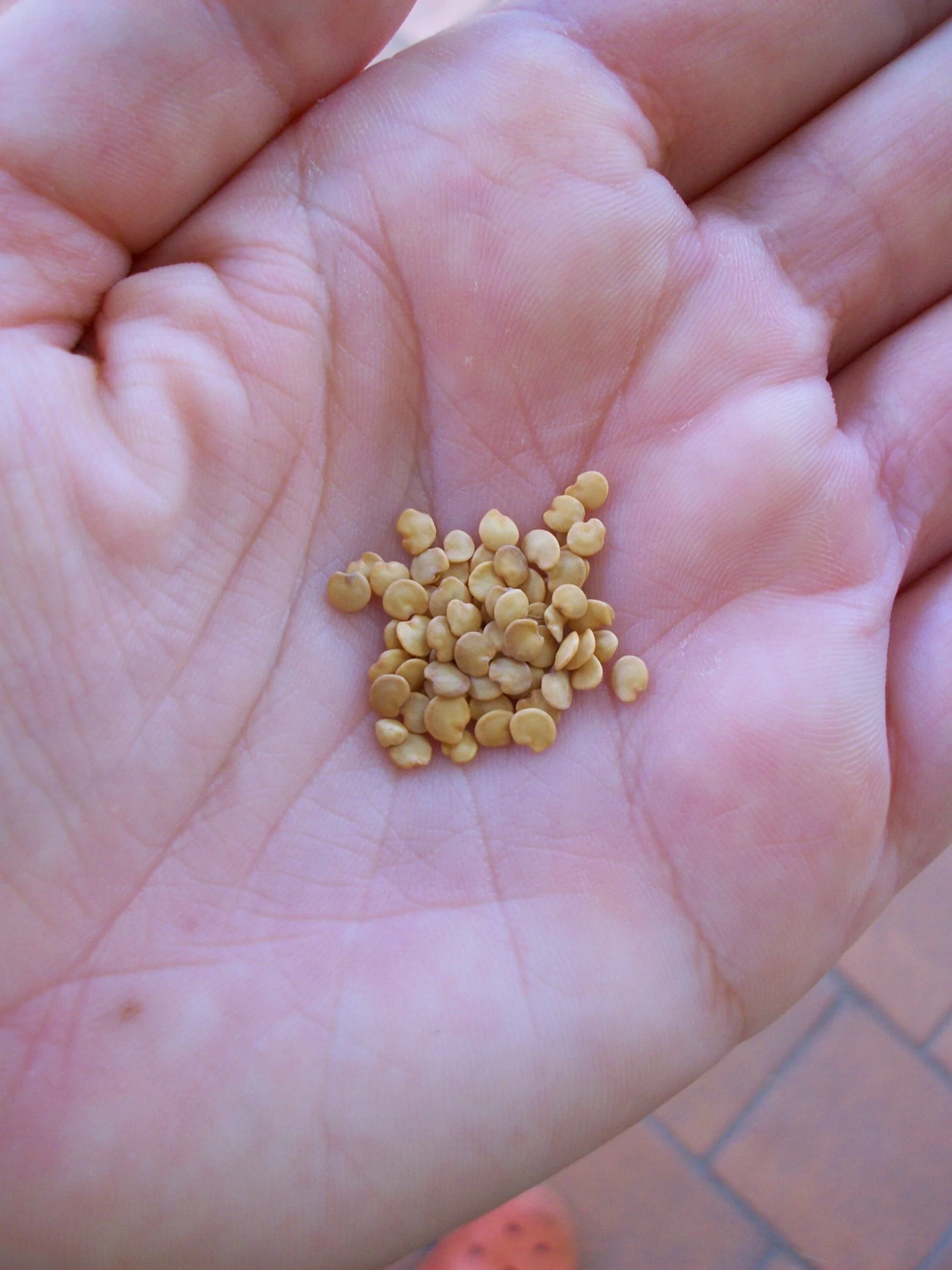 بذور الباذنجان