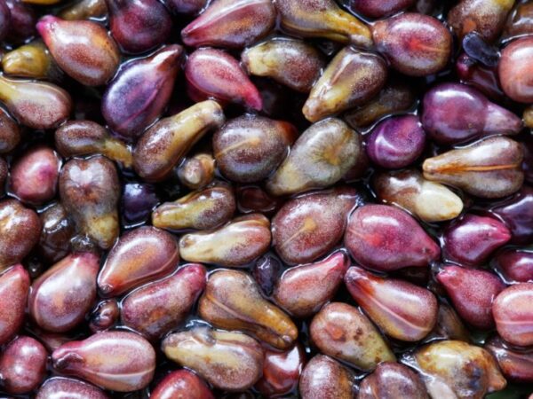 ⁦بذور العنب⁩ - الصورة ⁦4⁩