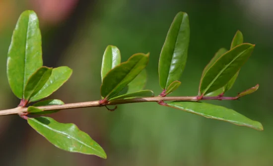 ⁦ورق الرمان⁩ - الصورة ⁦3⁩