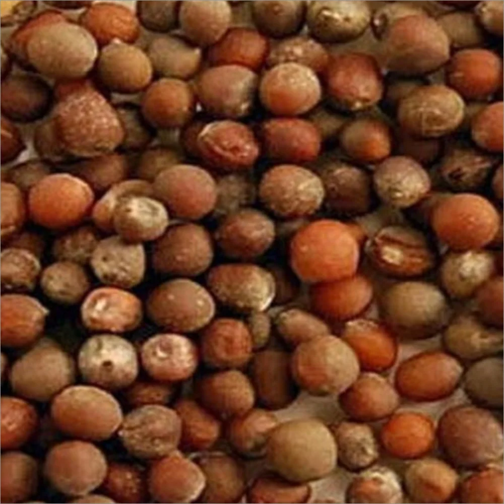 بذور القرنبيط