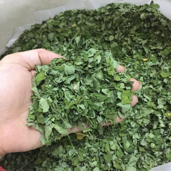 ⁦ورق المورينجا⁩ - الصورة ⁦3⁩