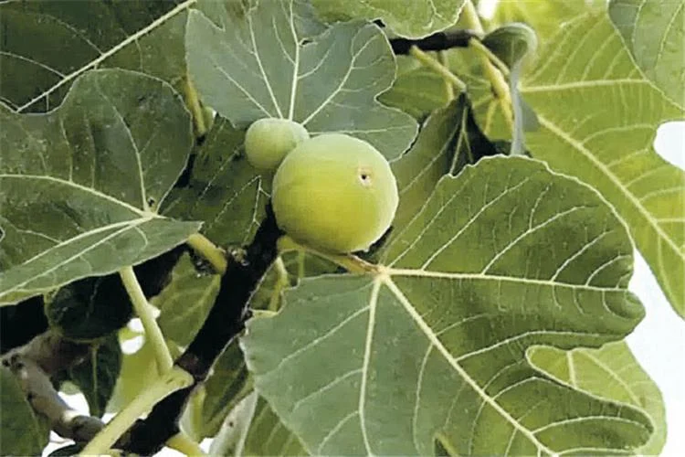 ⁦ورق التين⁩ - الصورة ⁦2⁩