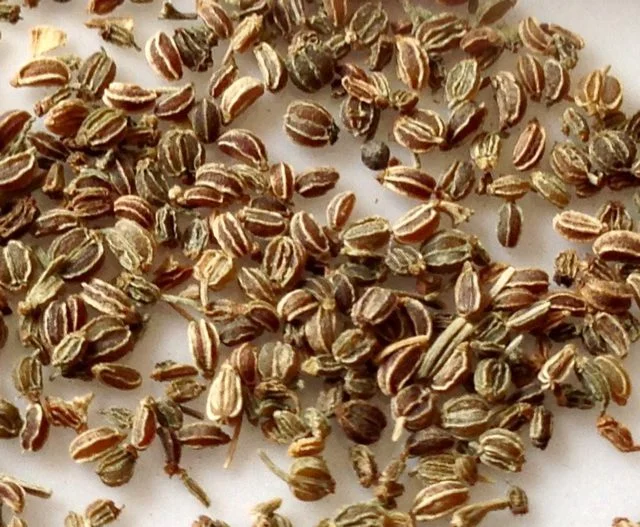 بذور الكرفس