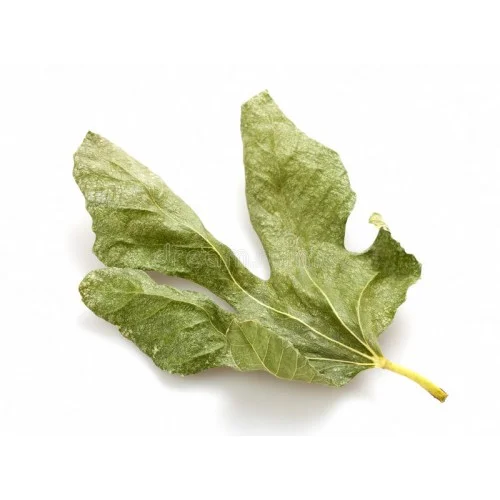 ⁦ورق التين⁩ - الصورة ⁦3⁩