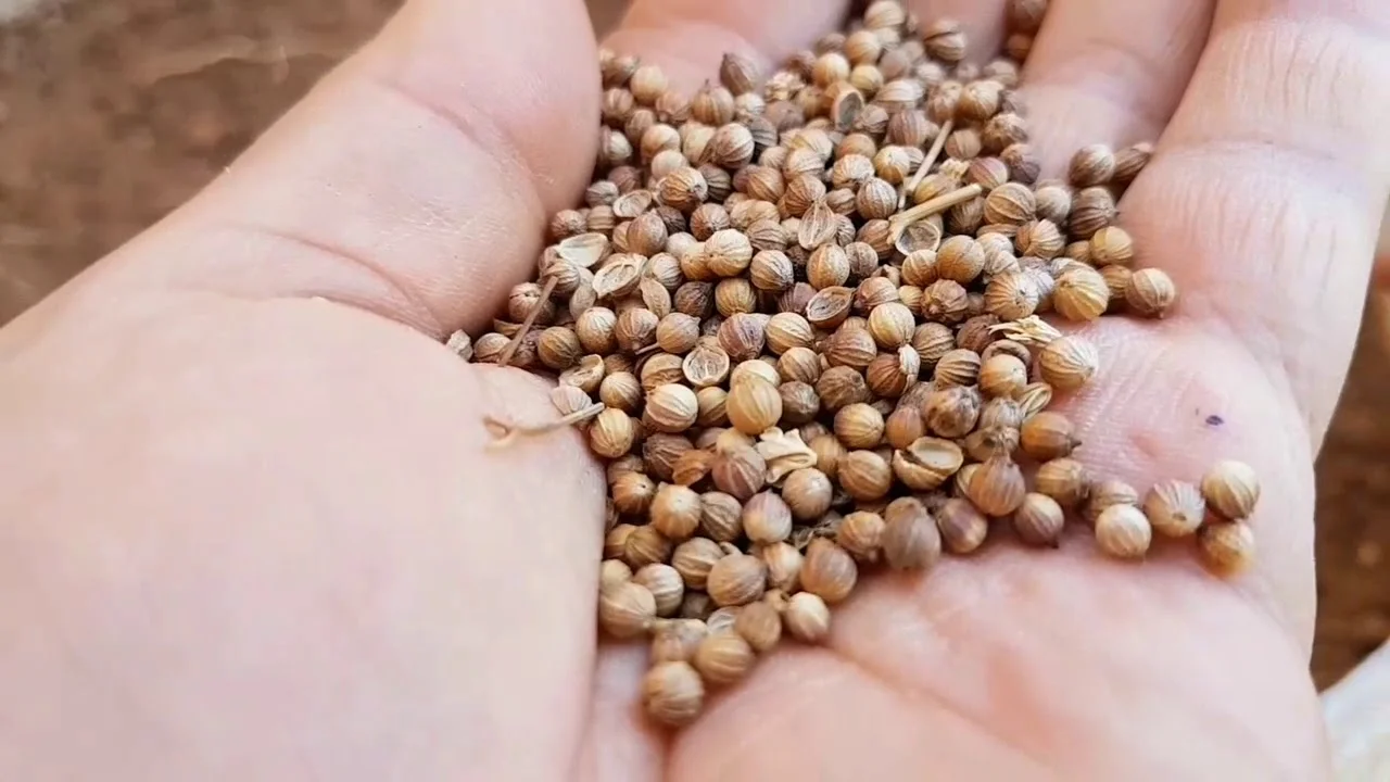 ⁦بذور الكزبرة⁩ - الصورة ⁦3⁩