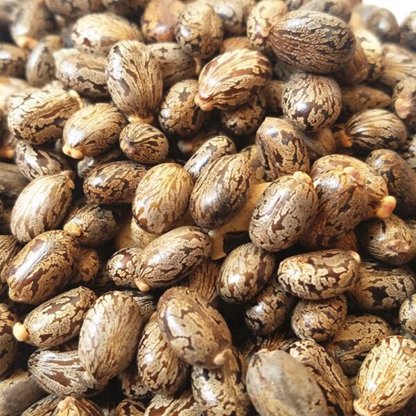 بذور الخروع