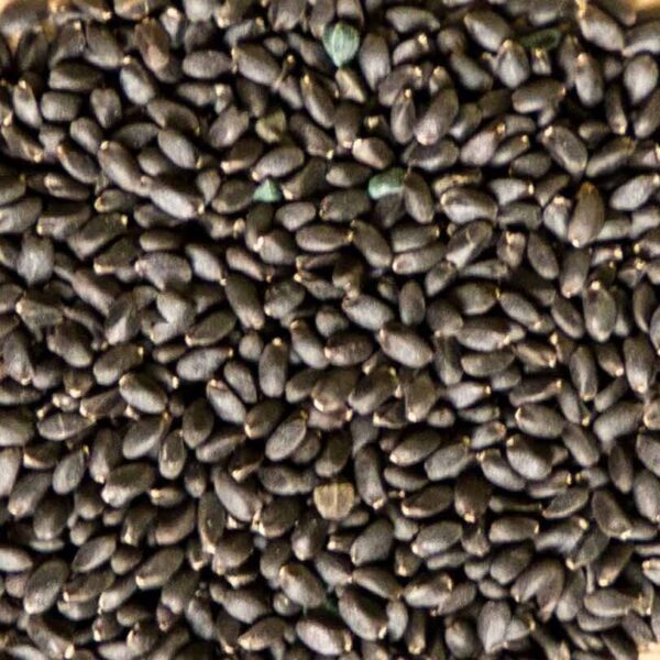 بذور الرجلة