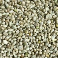 بذور القنب