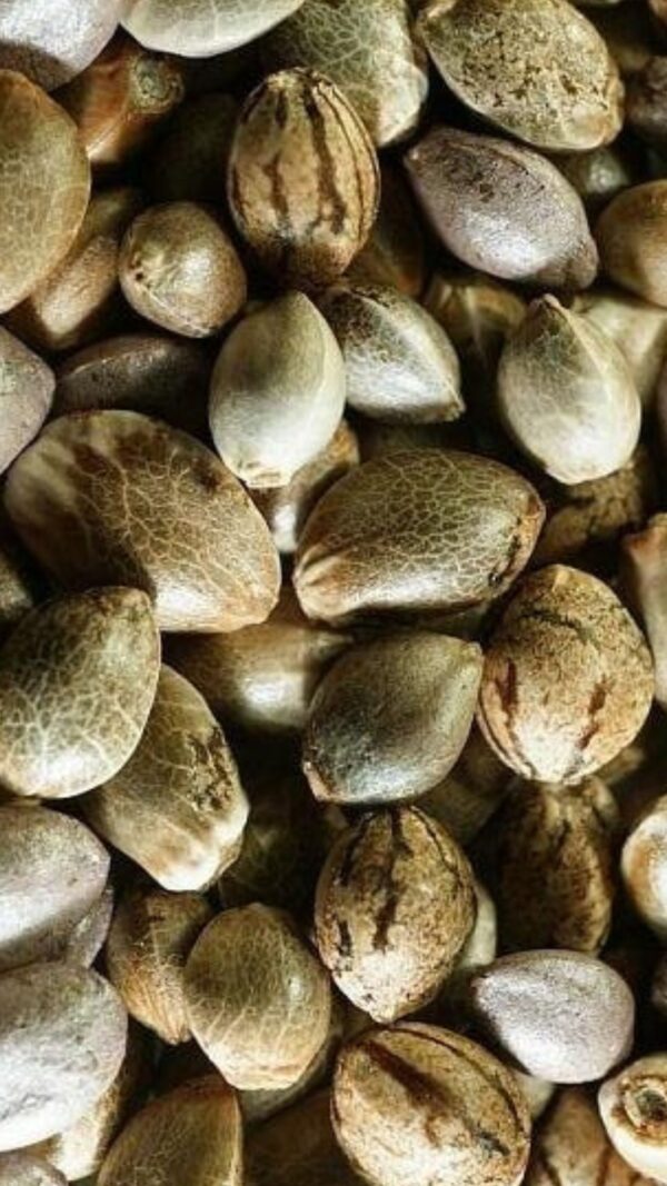 بذور القنب