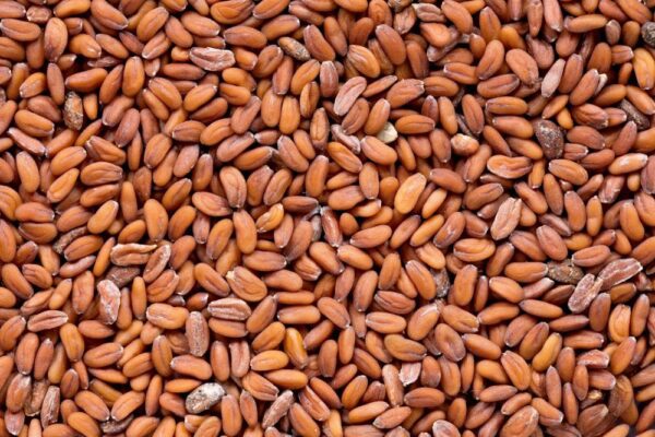 ⁦حب الرشاد⁩ - الصورة ⁦3⁩