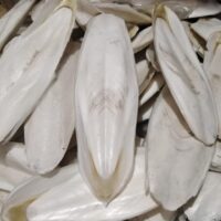 لسان البحر