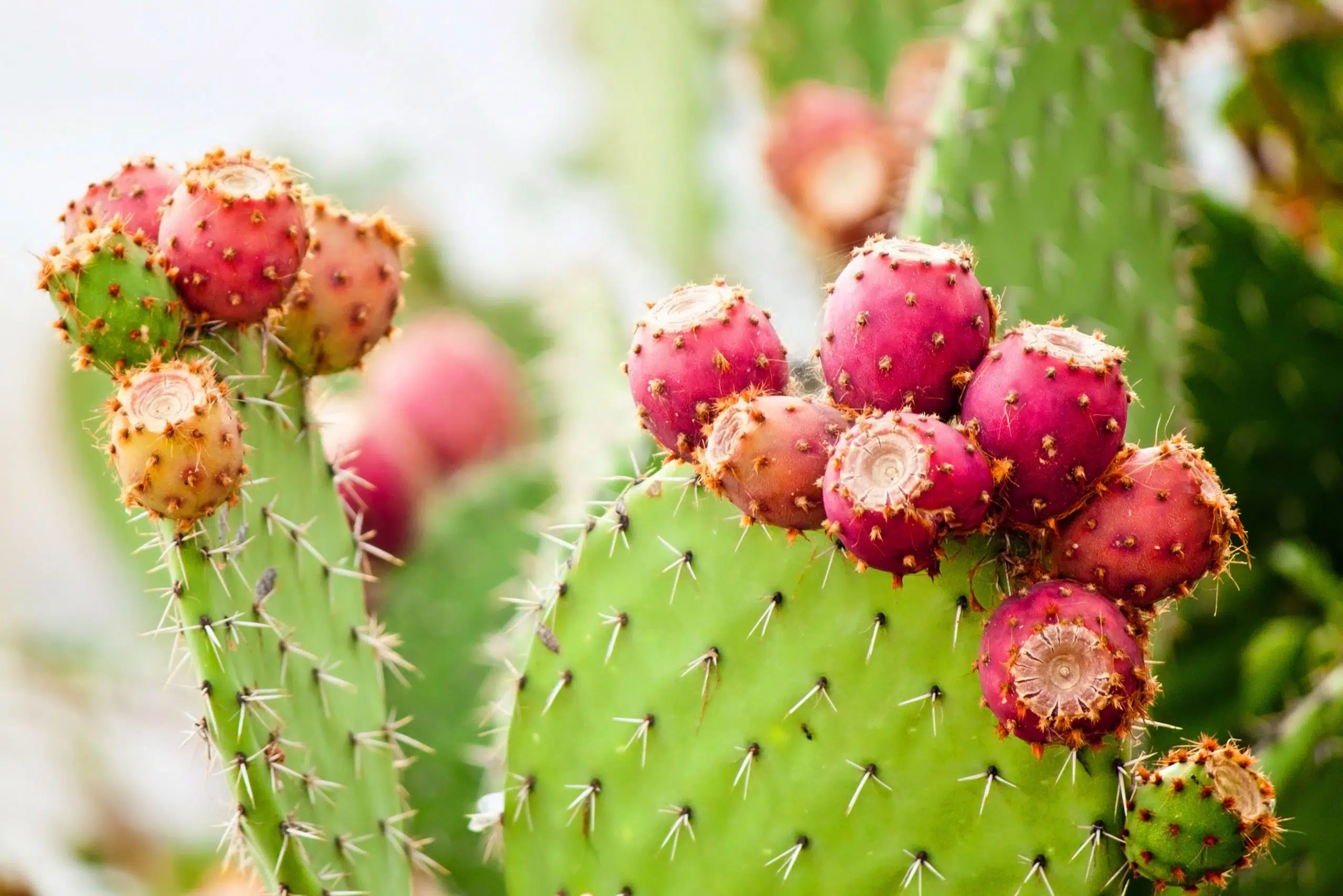 زيت التين الشوكي