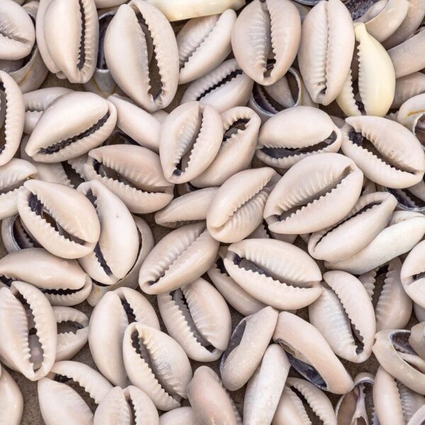 الودعة